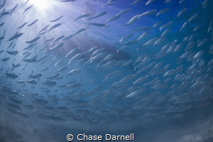 "Swoop"
It's amazing to see the school of baitfish move ... by Chase Darnell 